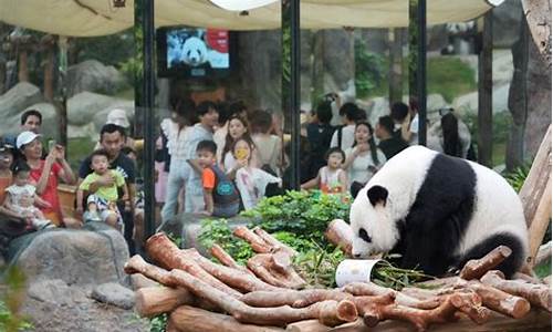 赠送港大新一对熊猫首次亮相 公众见面活动回顾