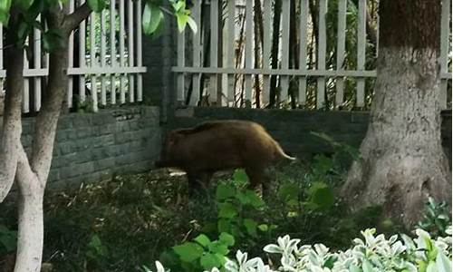 野猪突然出现在餐厅 被食客制服后送离